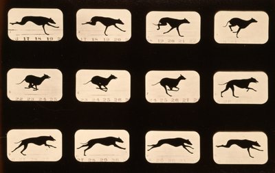 Galgo corriendo, serie 